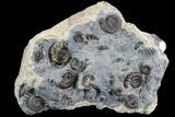 Ammonite (Promicroceras) Cluster - Somerset, England #86271-1